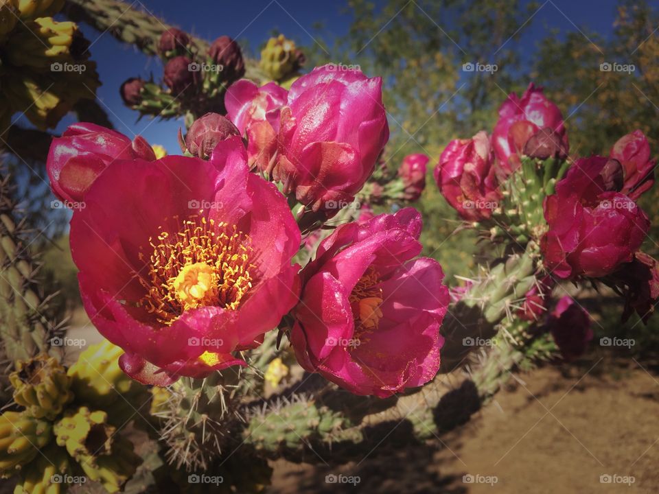 Pink cholla cactus flower blooms