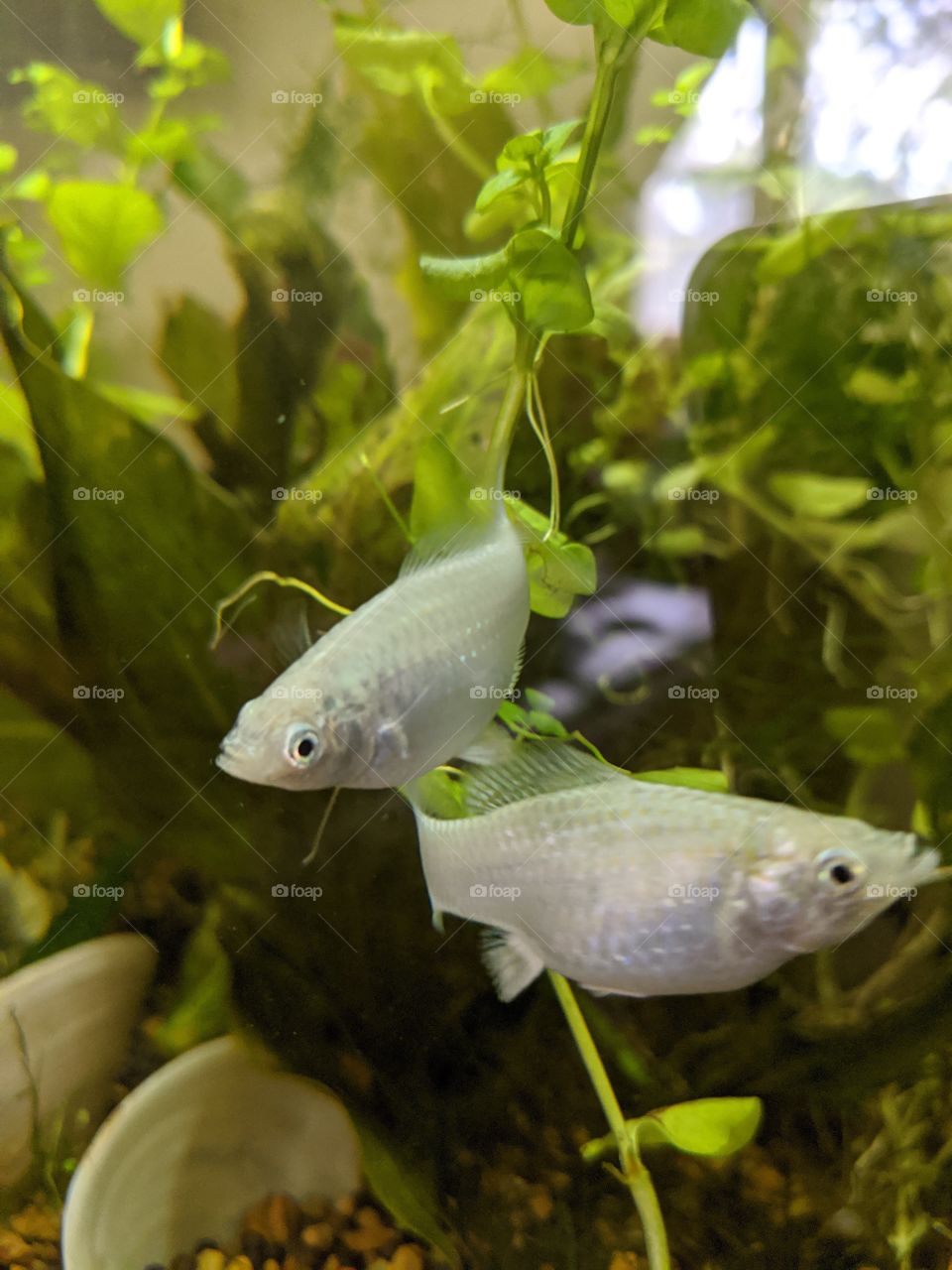 Silver Molly Fish curious pair exploring a planted freshwater aquarium