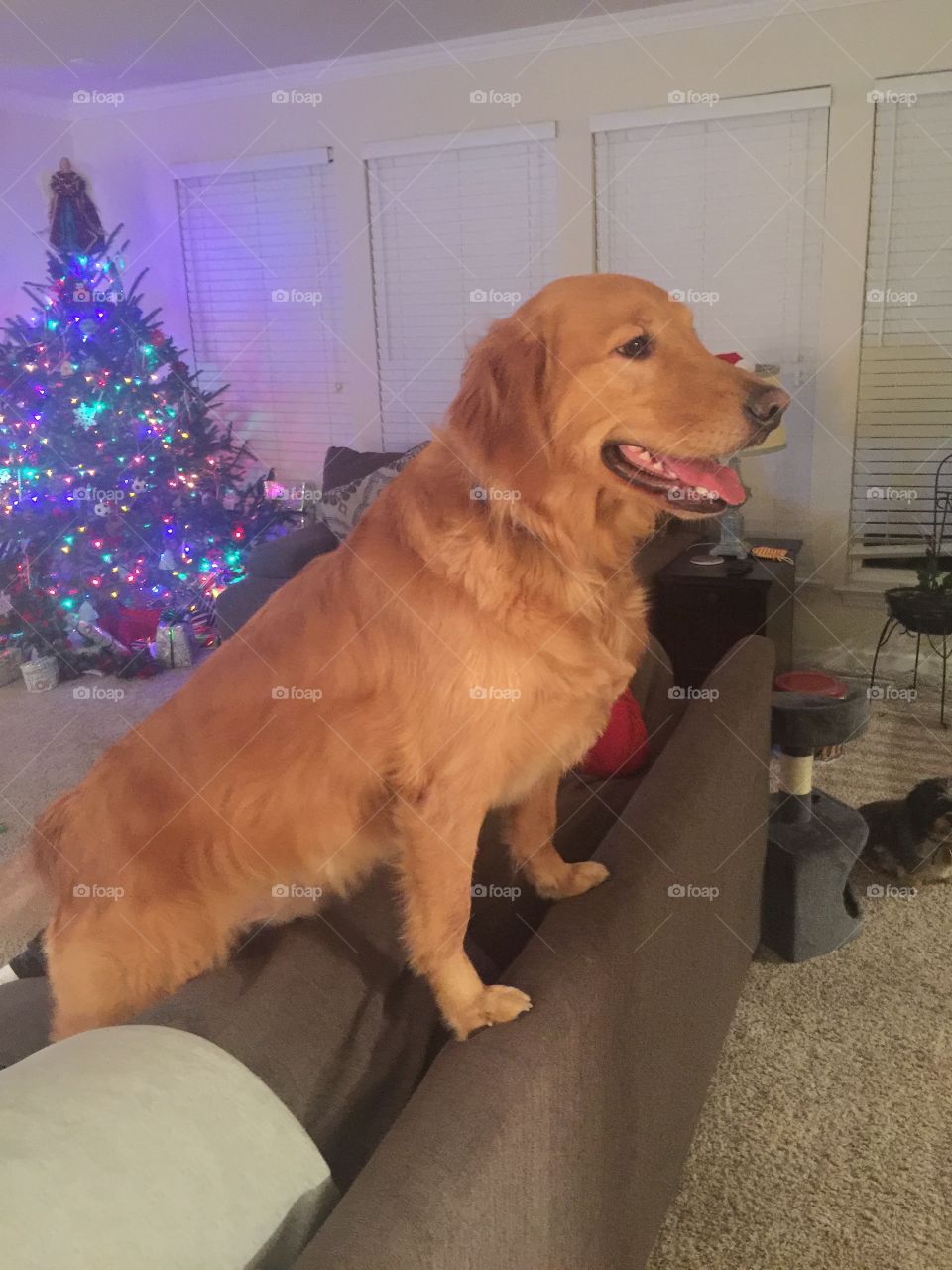 King of the couch