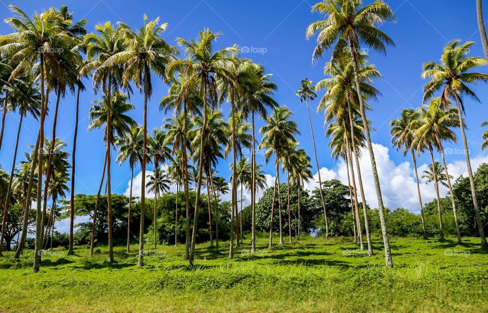 Palm trees