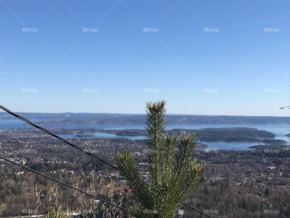 Scenic background with twig of plant at Kolsås, Kolsåstoppene