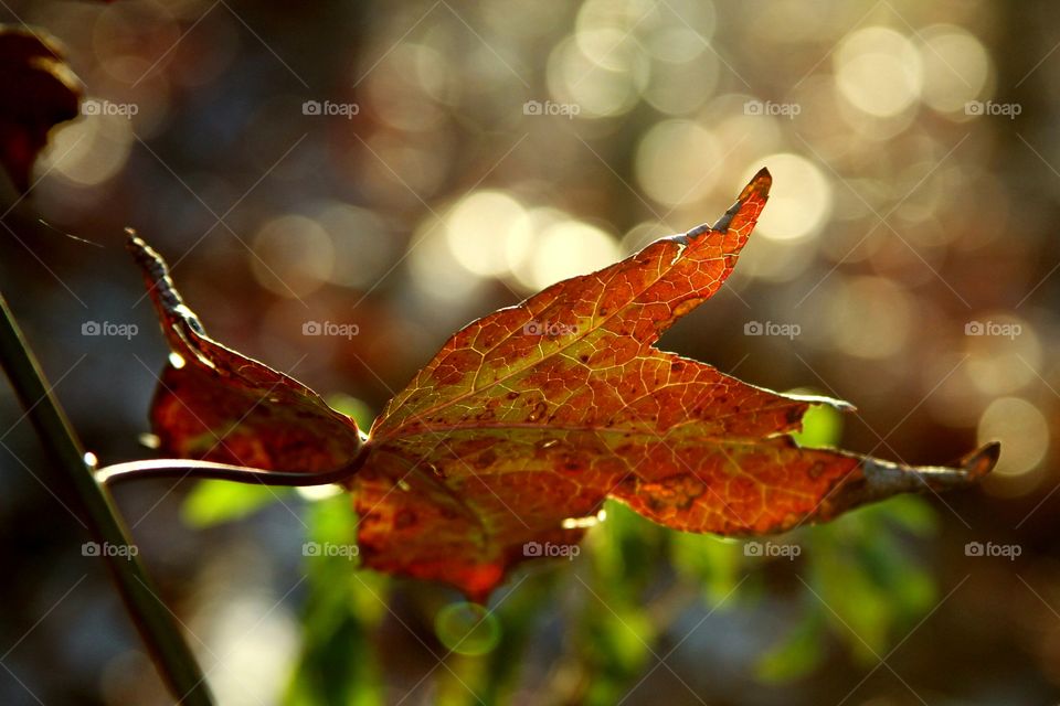 sun warmed leaf