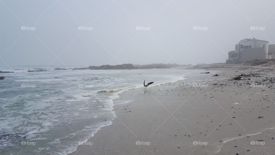 Bird about to take flight