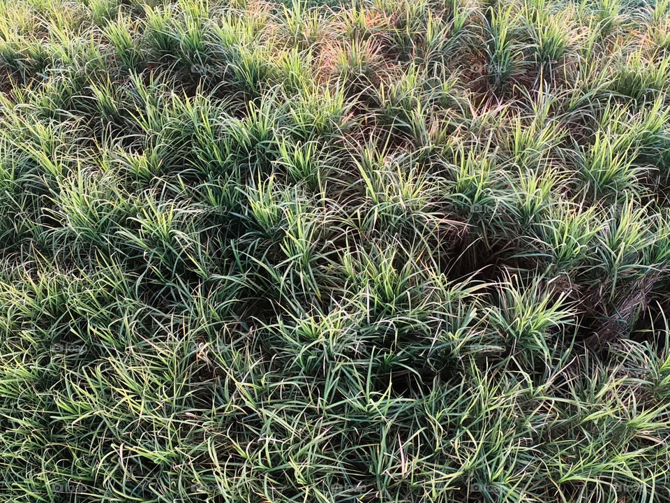 Top view of organic vegetables field