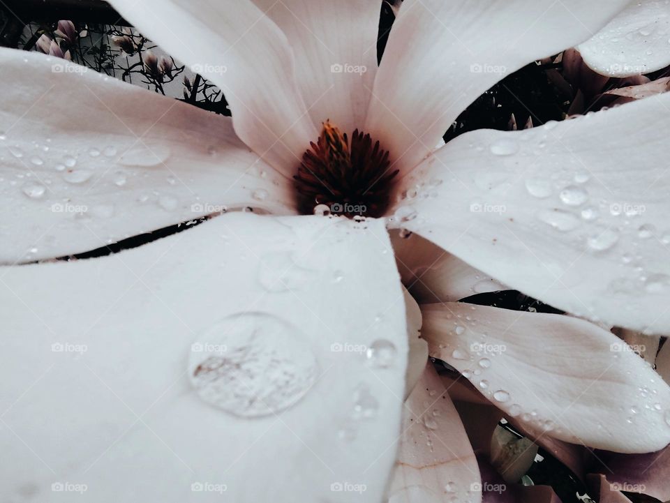 Raindrop on a beautiful magnolia