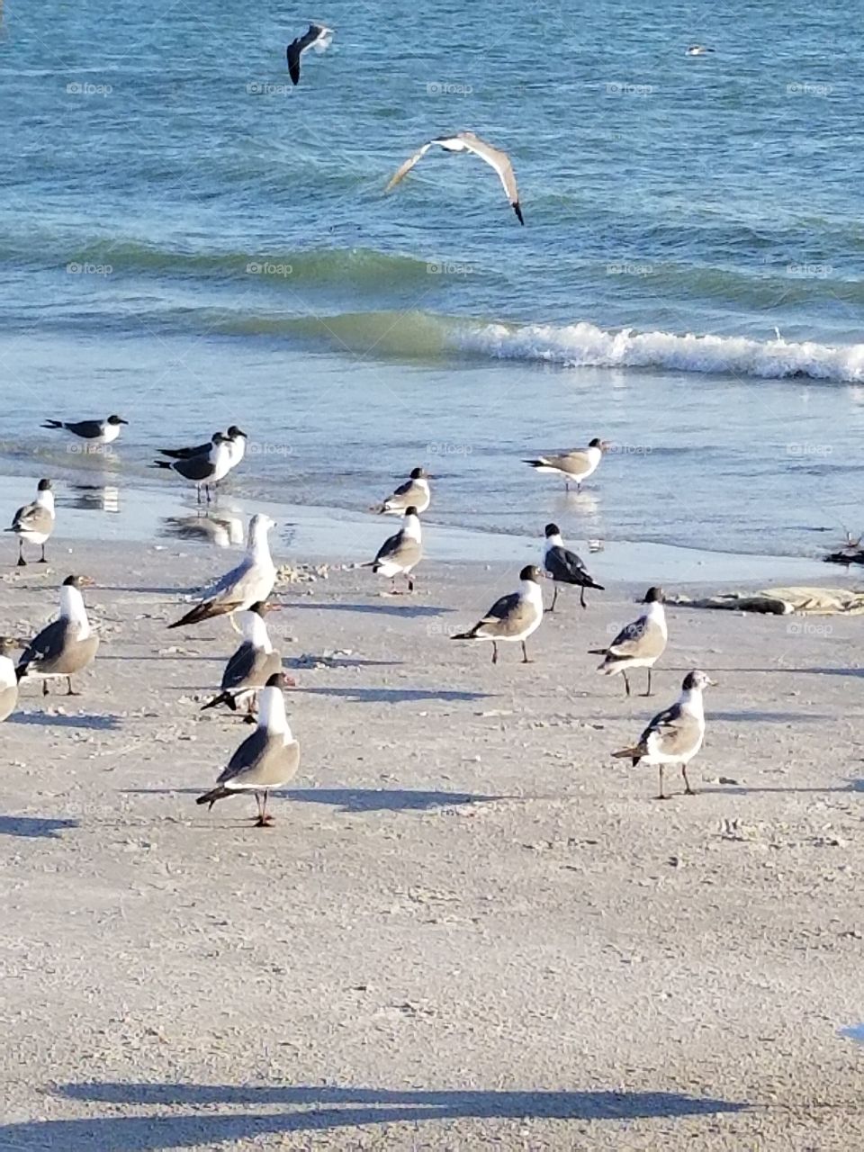 Dinner time for the waterfowl at the beach
