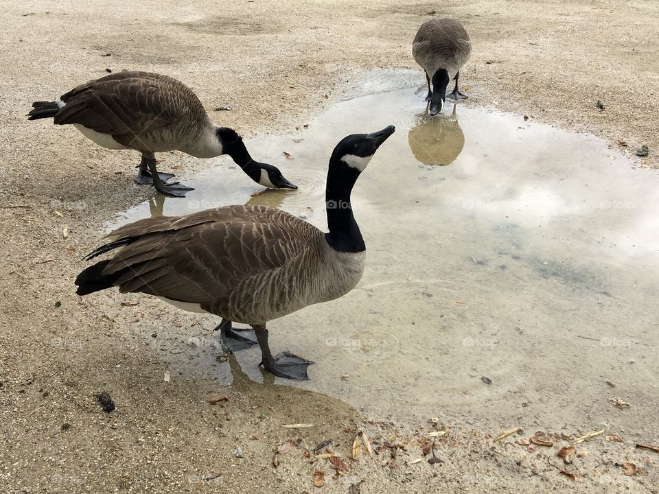 Trio of ducks drinking after rain
