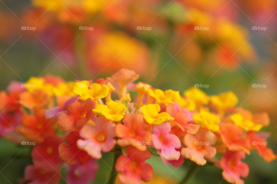 Flores de Colores