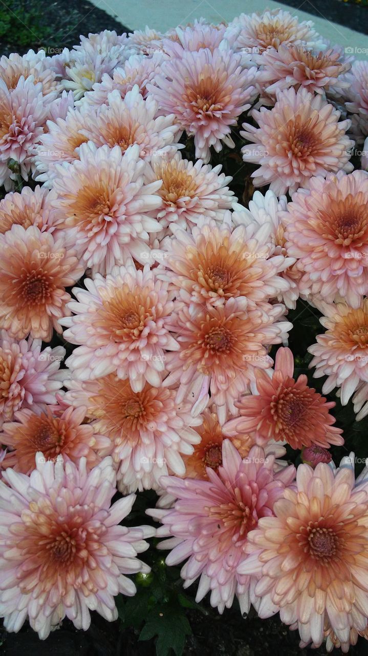 Flower, Nature, Flora, No Person, Color