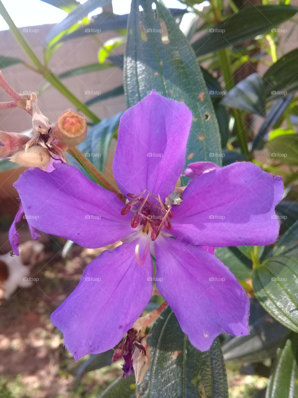 Flores muito bonitas para inspirar nossa manhã com suas cores e perfume.