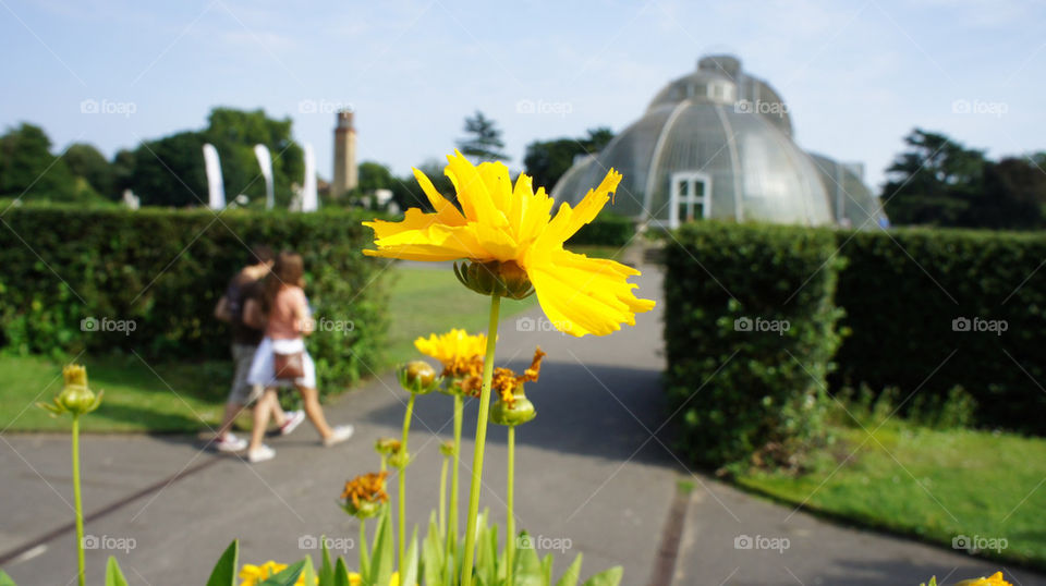 people yellow flower path by angeljack