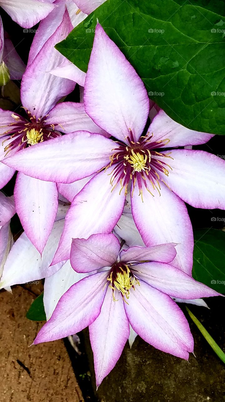 beautiful purple clematis flowers