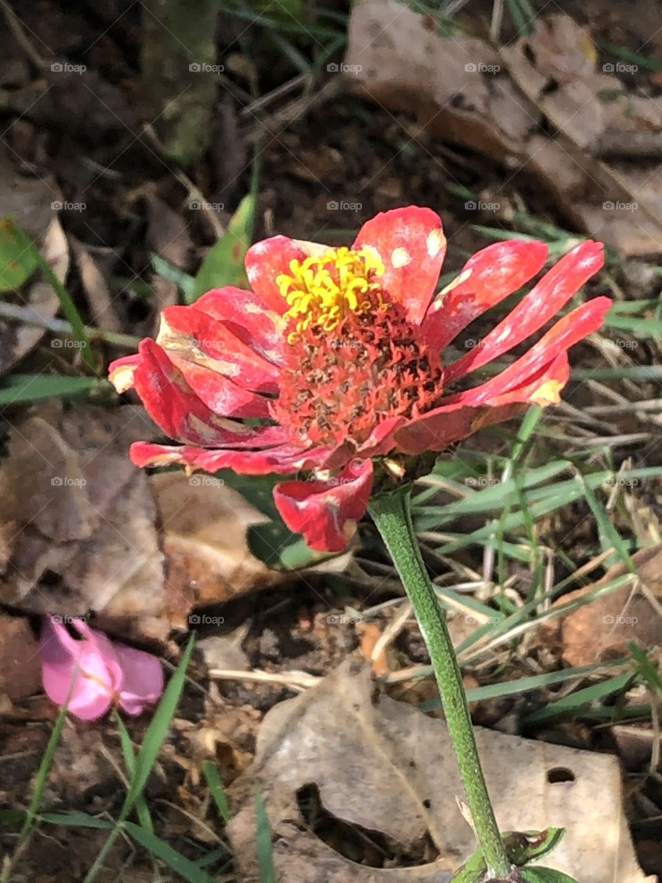 Flor moça velha pintada 