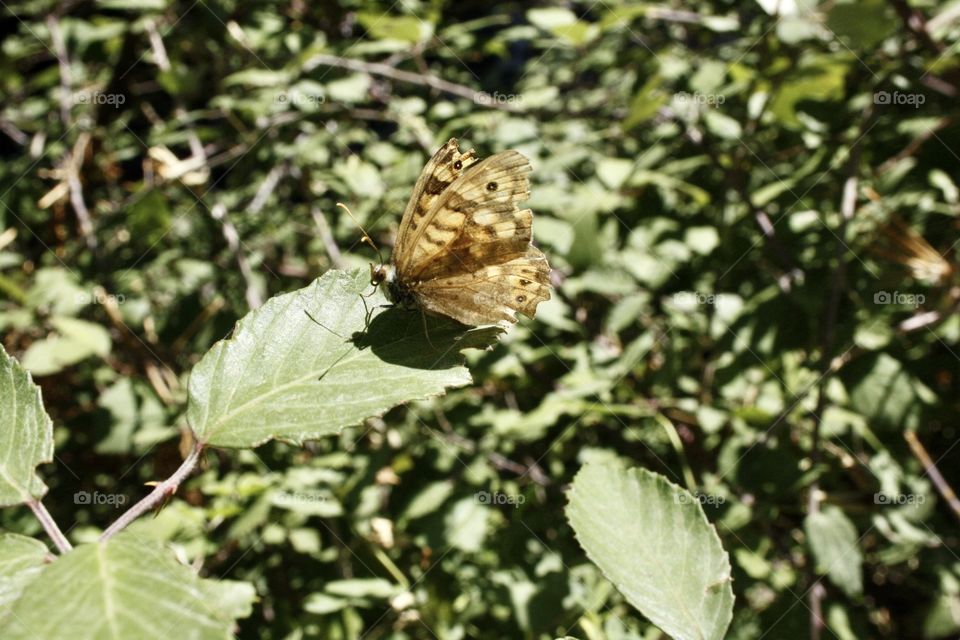 It is a brown butterfly with black freckles. The butterfly is perched on a green leaf. On the leaf you can see part of the shadow of the butterfly.