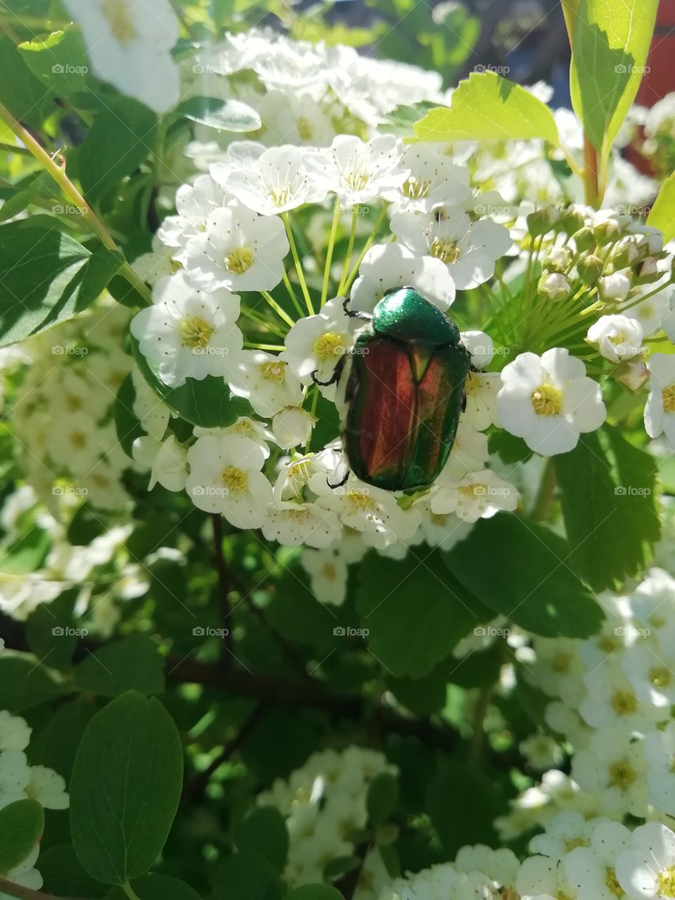 May beetle on flowers
