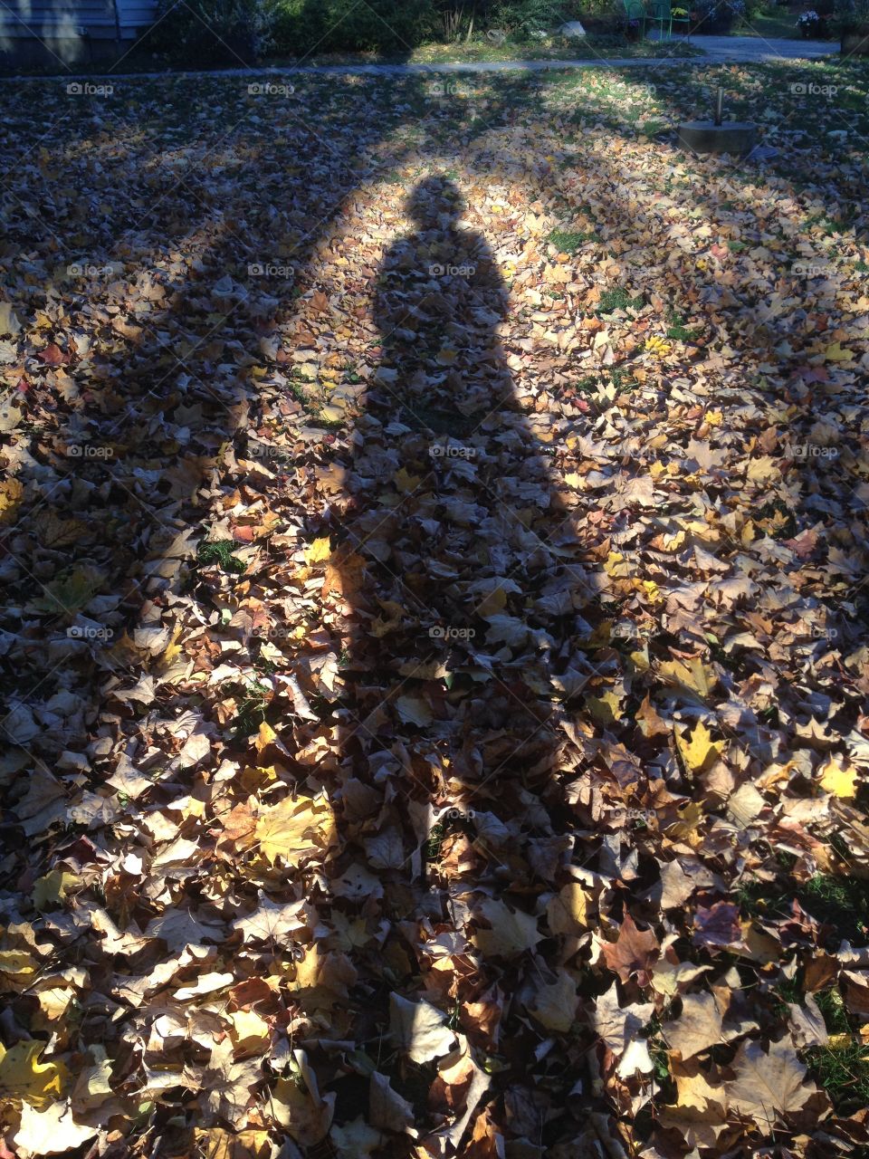 Shadows in the leaves 