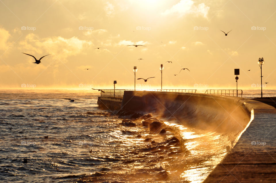 Birds flying over coastline