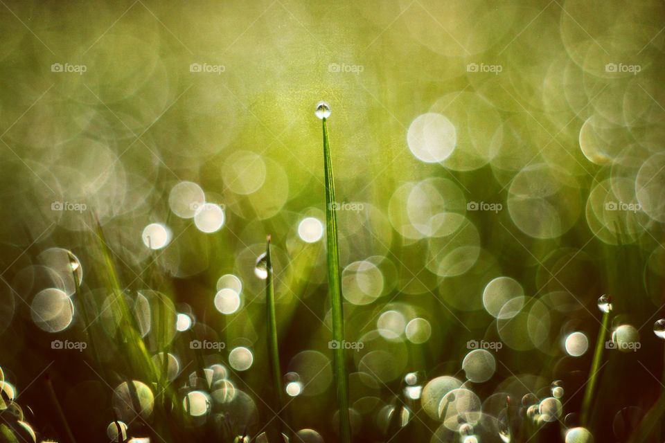 droplets on the grass