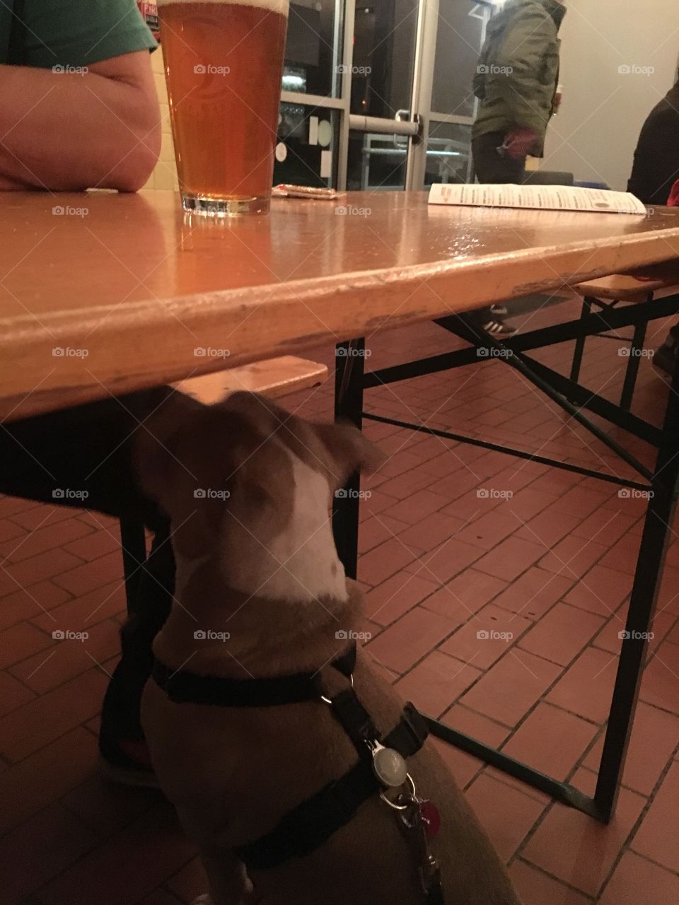 Dog at brewery in Lexington ky