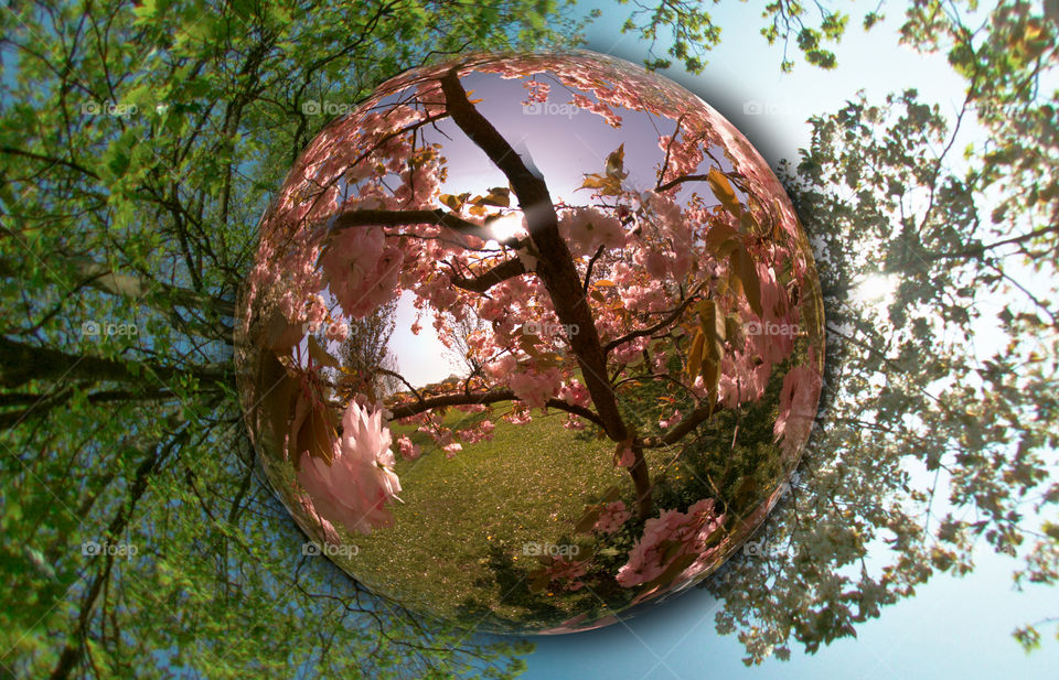 360 tiny planet photo of a cherry tree in full bloom