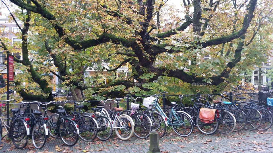 bikes and tree