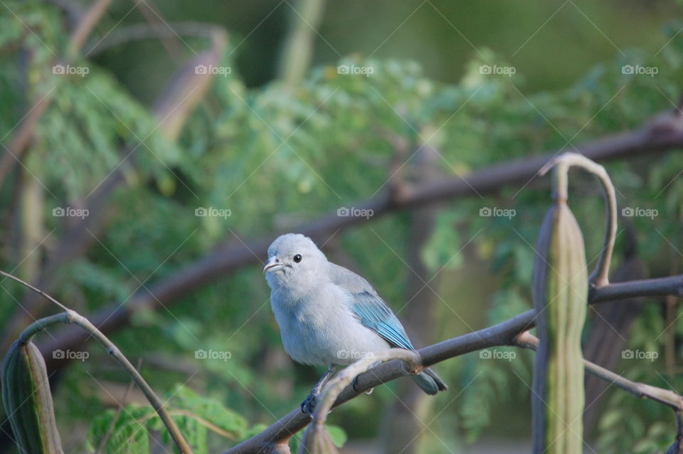 Gray bird with blue wings on branch 