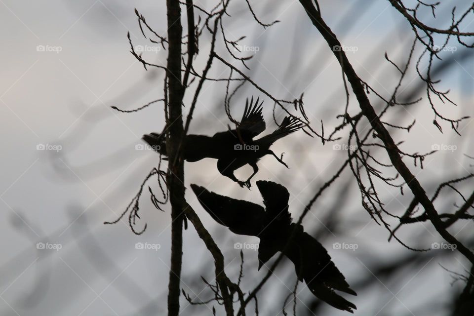 Crow silhouettes flying between trees