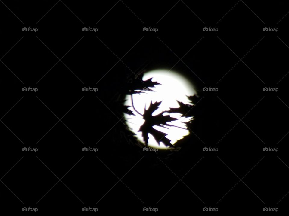 moon behind the leaves of a silver maple