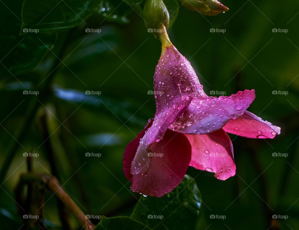 Allamanda flower  - water drops