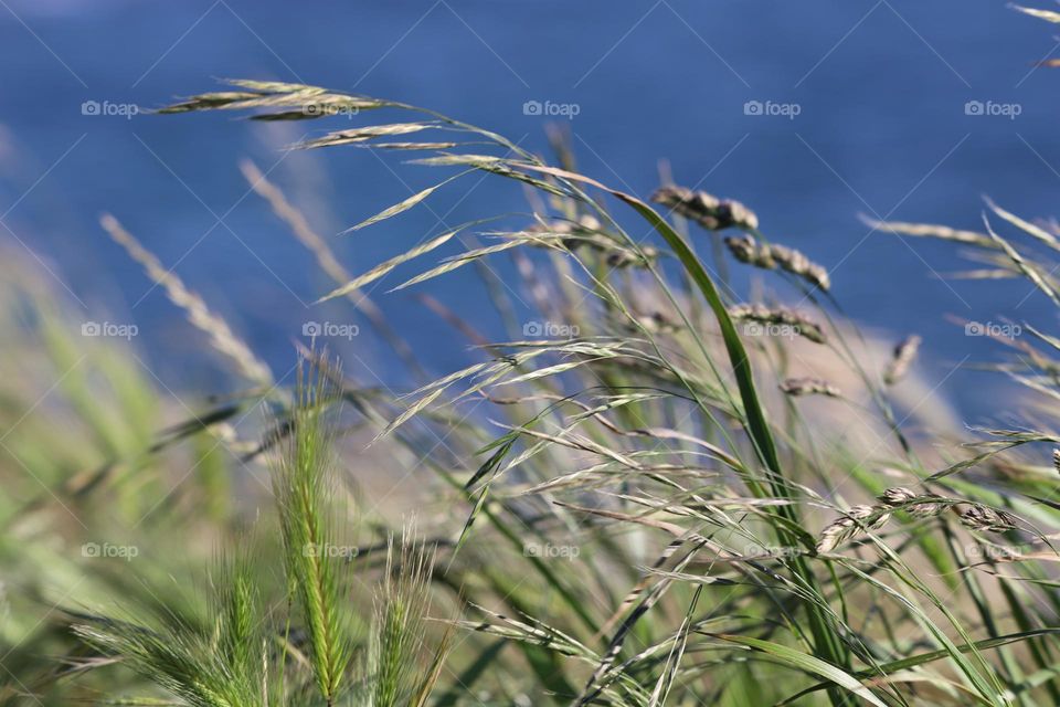 Tall grass swaying on a breeze