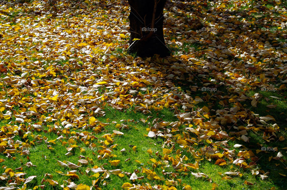 High angle view of leaves by tree on grassy field during autumn in Berlin, Germany.