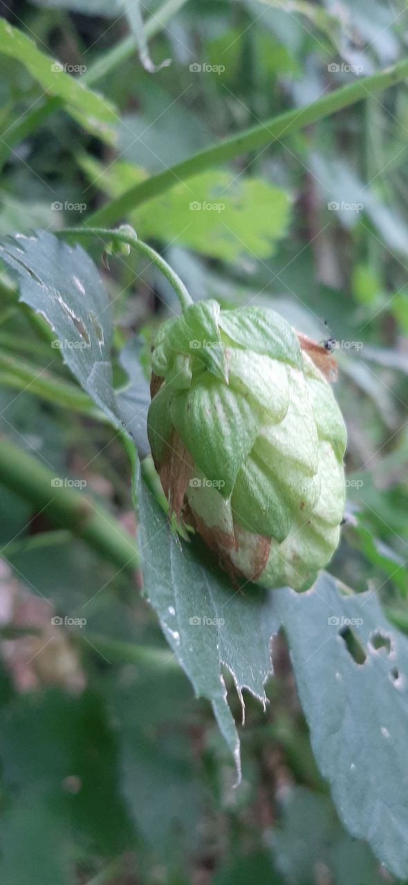 hop cone with small insect