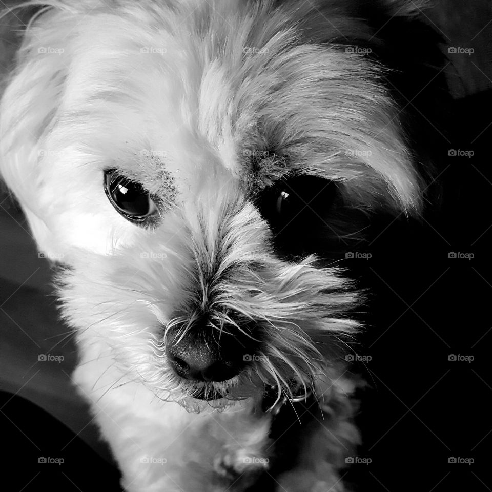 cute Maltese shitzu dog