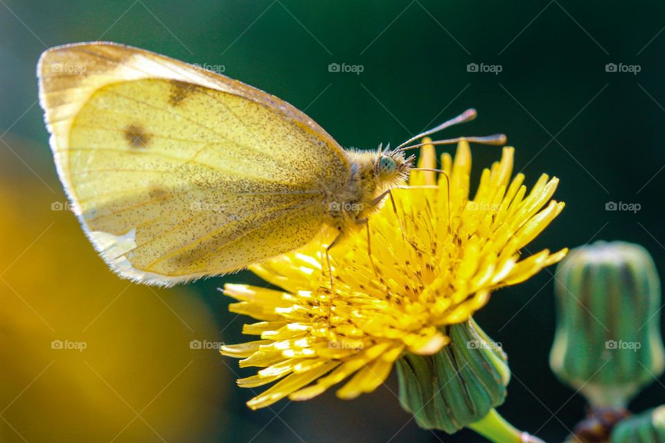 White butterfly