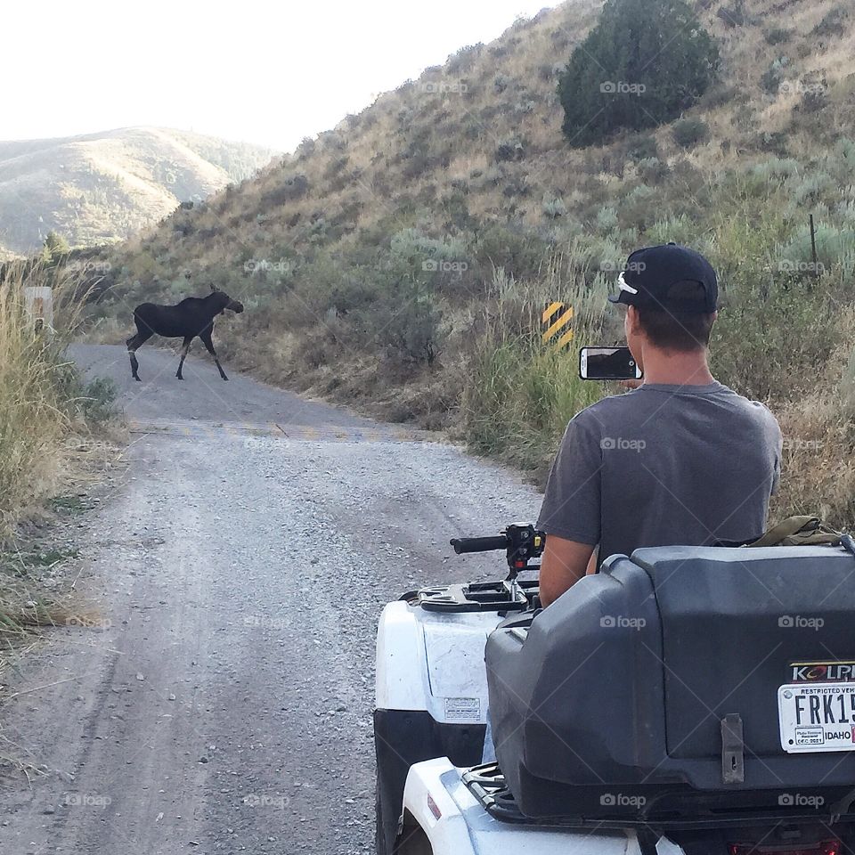 When you cross paths with a moose
