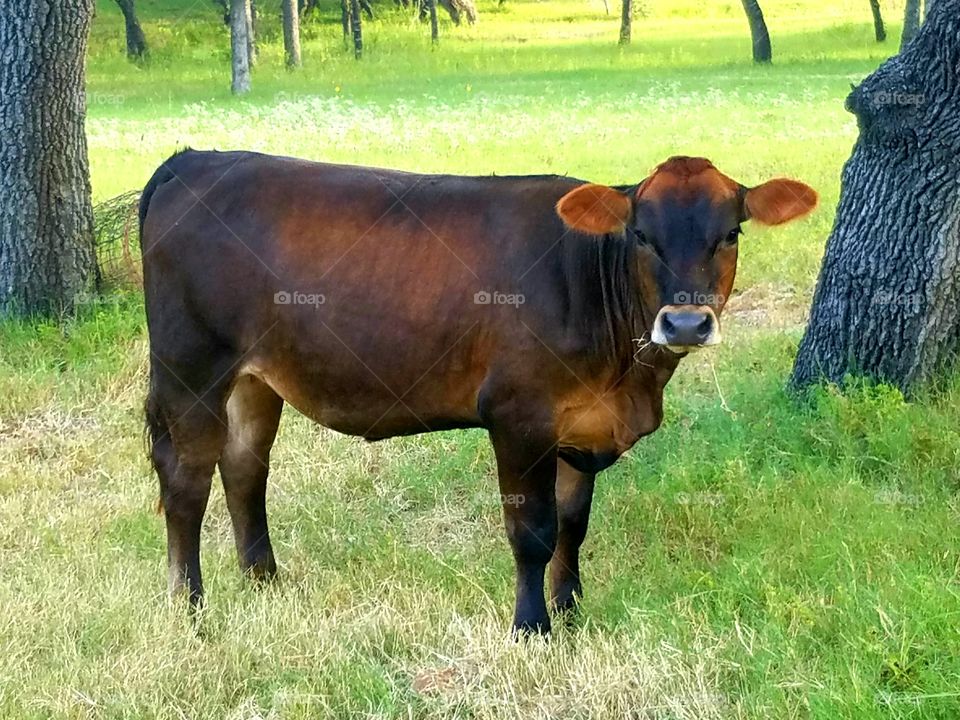 brown calf in wooded area