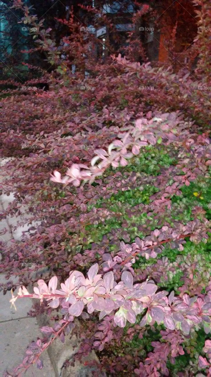 Flower, Leaf, Flora, Garden, Nature