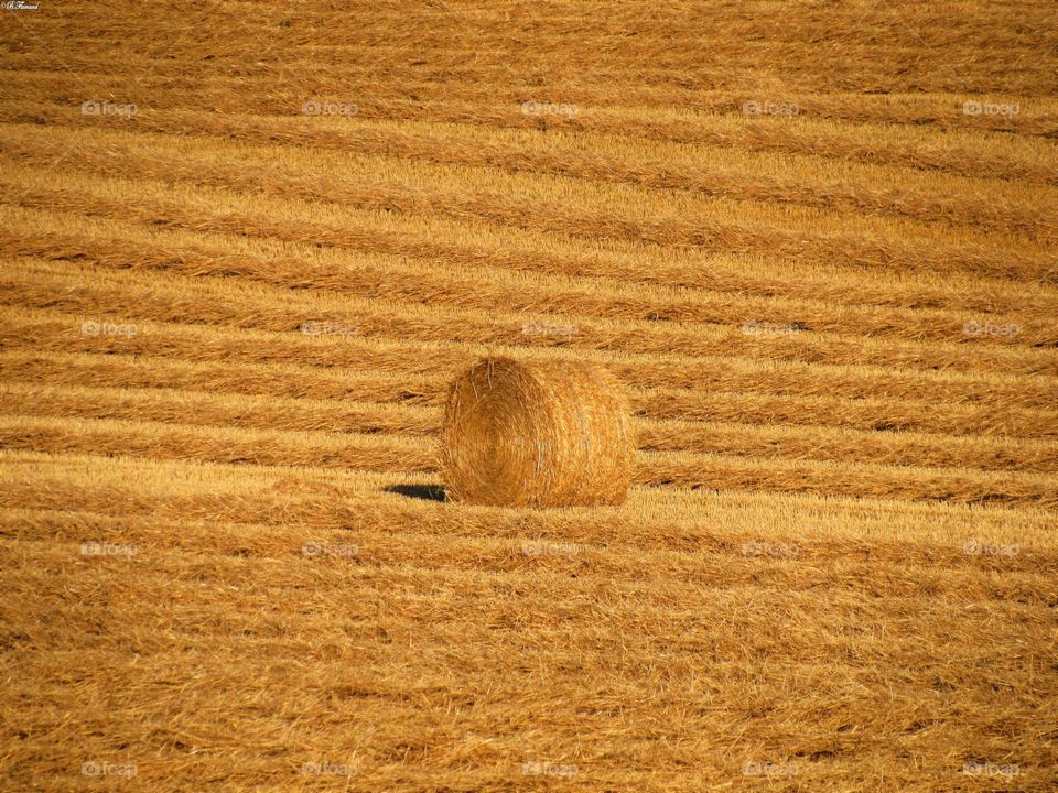 After the harvest