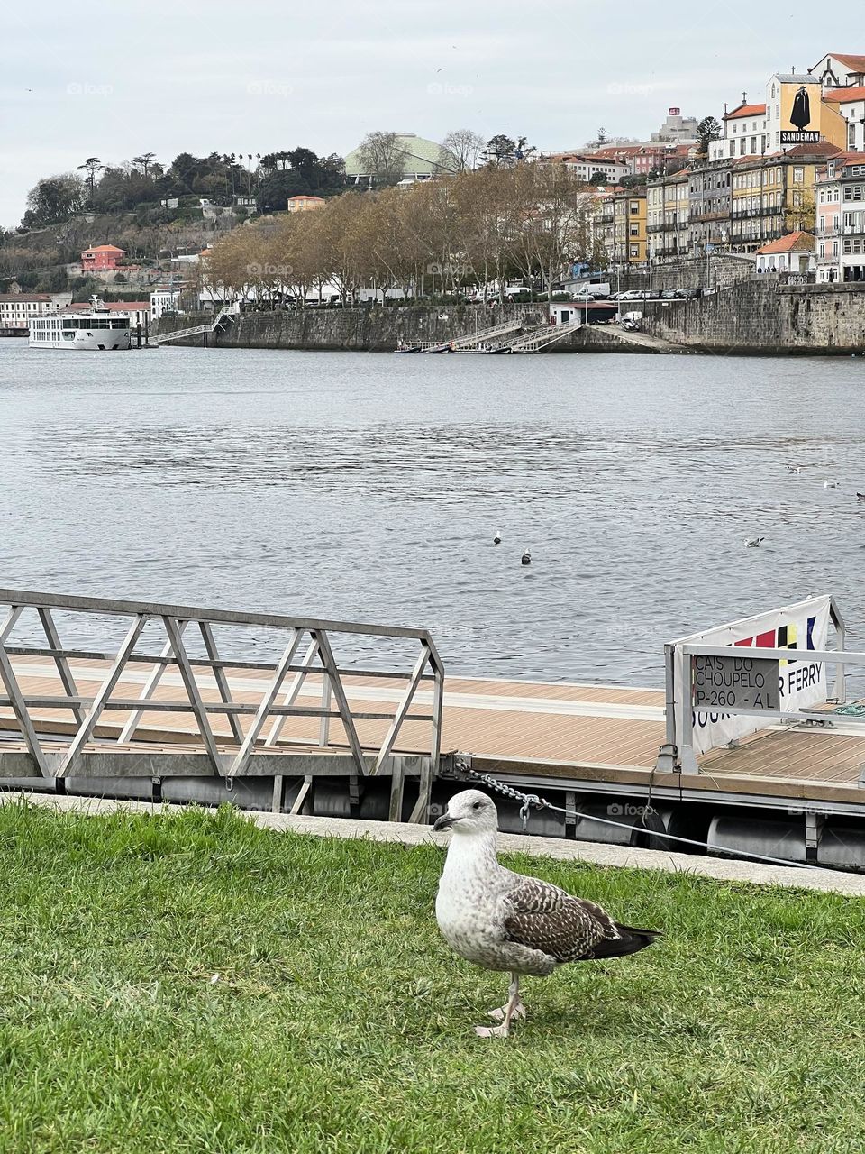 Close up of seagull near the river 