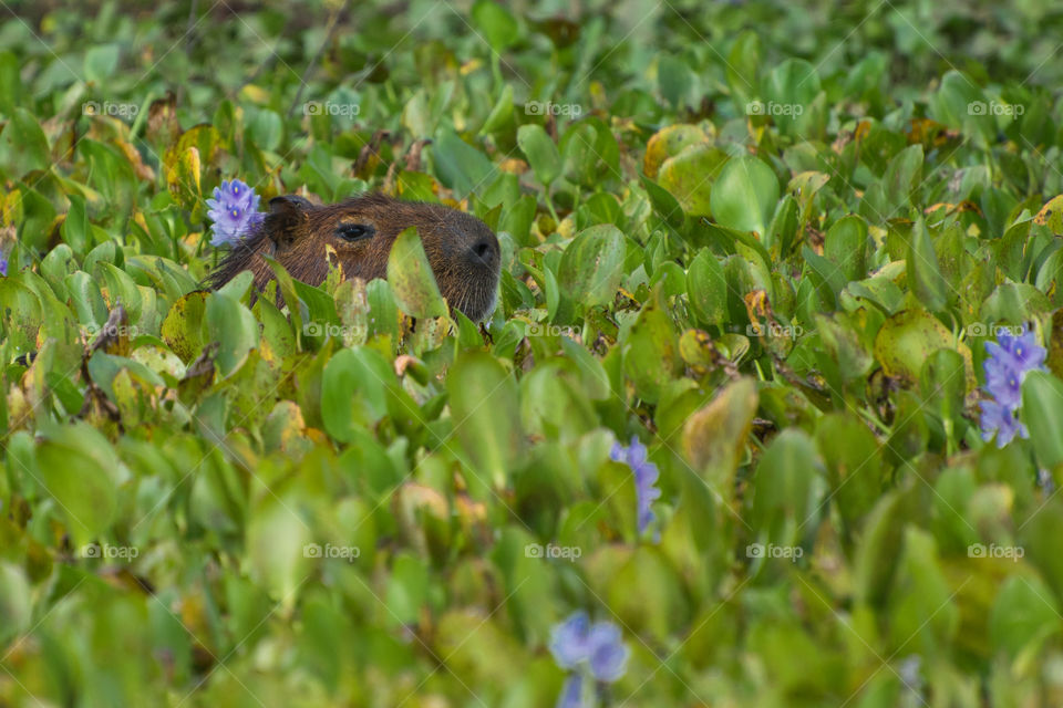 Capivara (PANTANAL MS), nadando com uma flor de camalote na sua orelha.