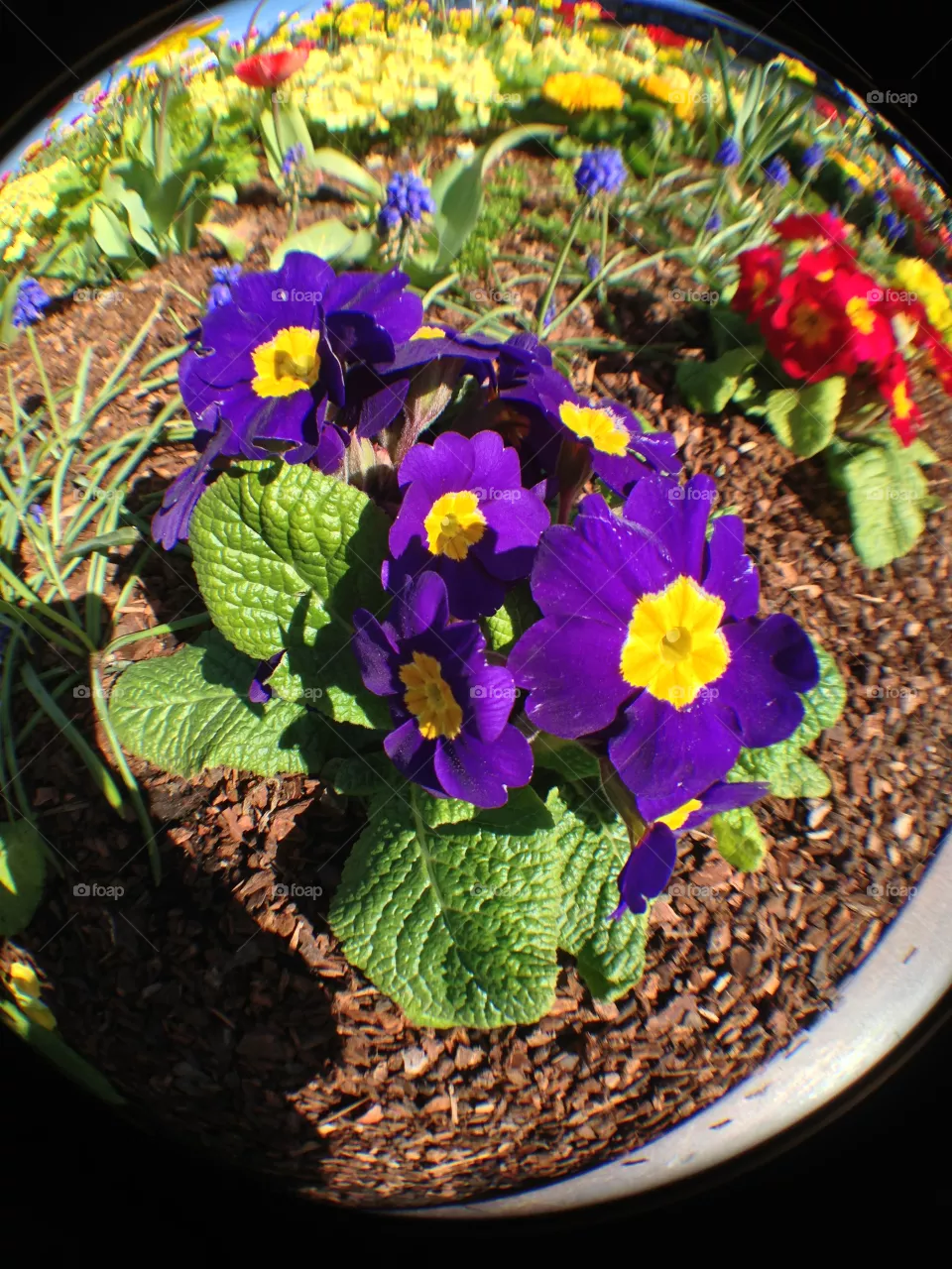 Flora, Flower, Nature, Leaf, Garden