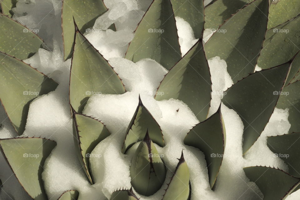 Cactus snow pattern zen hreen arizona