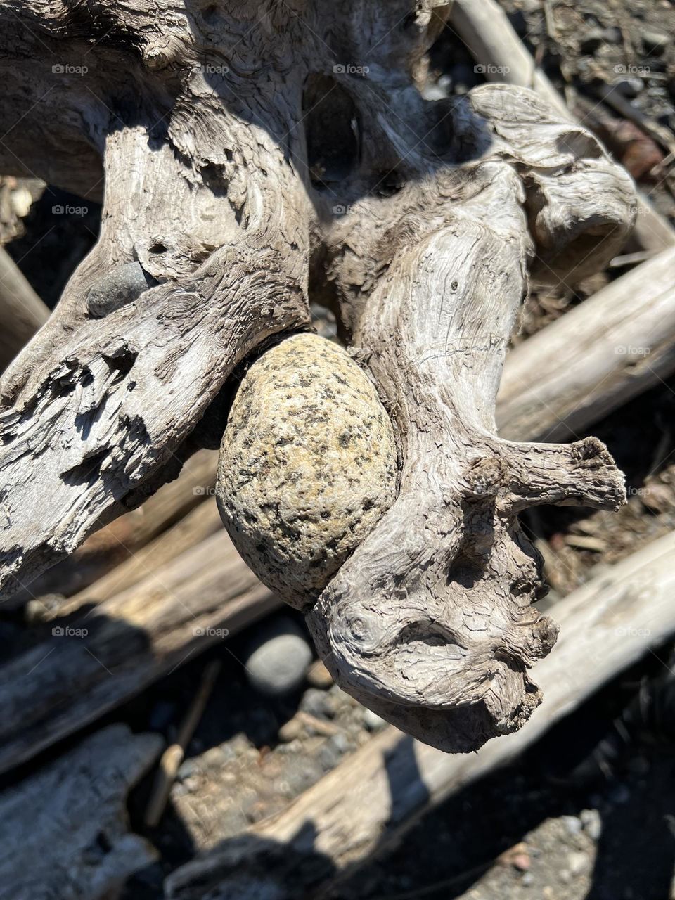 Rock stuck in root system of dead tree