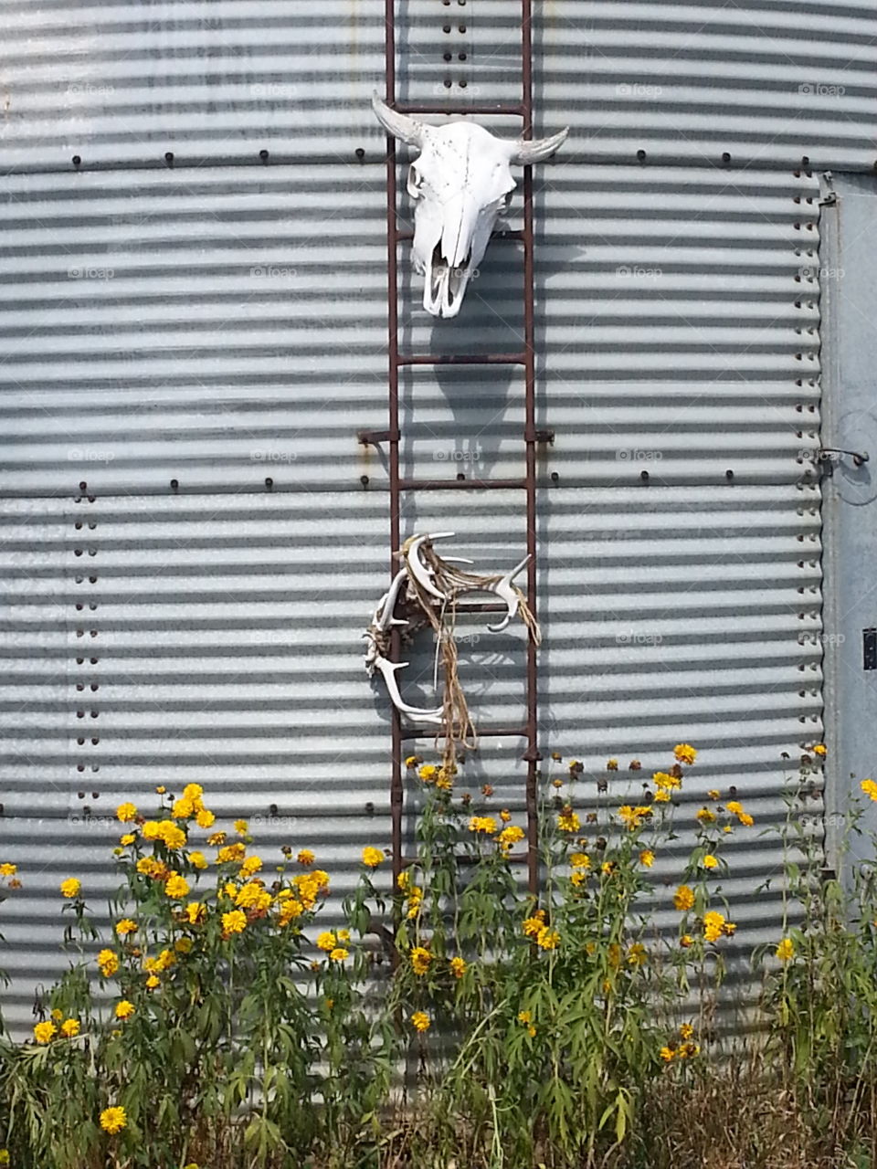 Contrast, metal, flowers,bone, sunny ladder