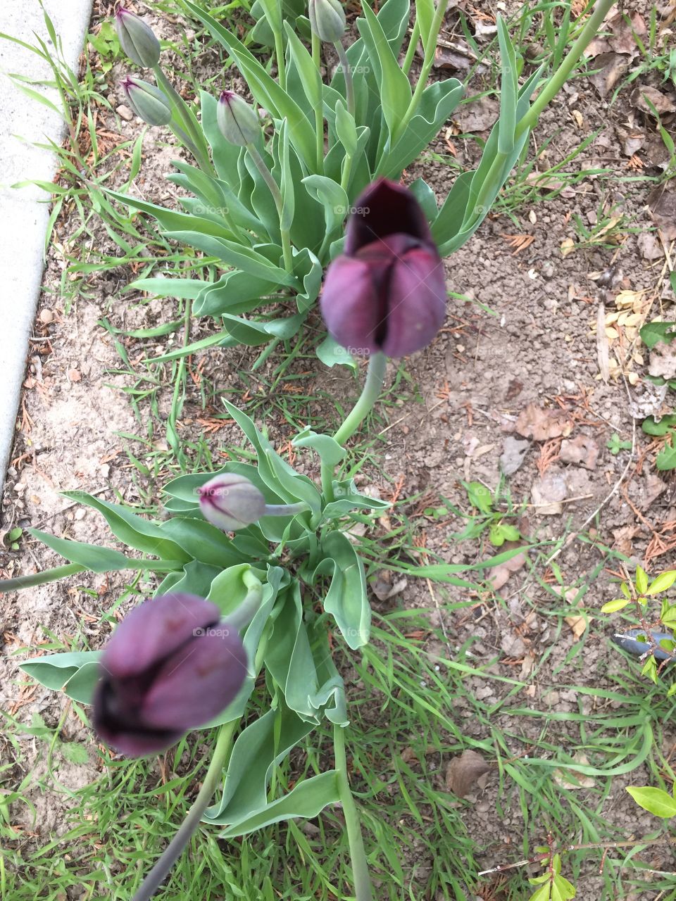 Beautiful, Blooming Dark Purple Tulips in my Garden