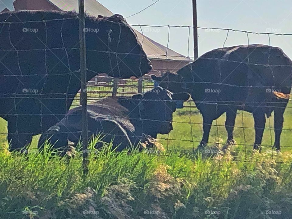 Cows on farm