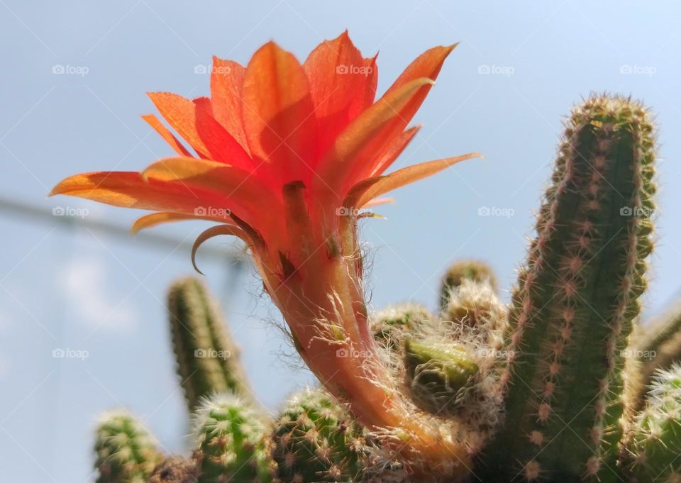 Cactus Flower