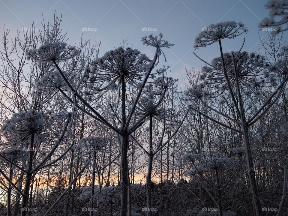 Frosty cow parsnip