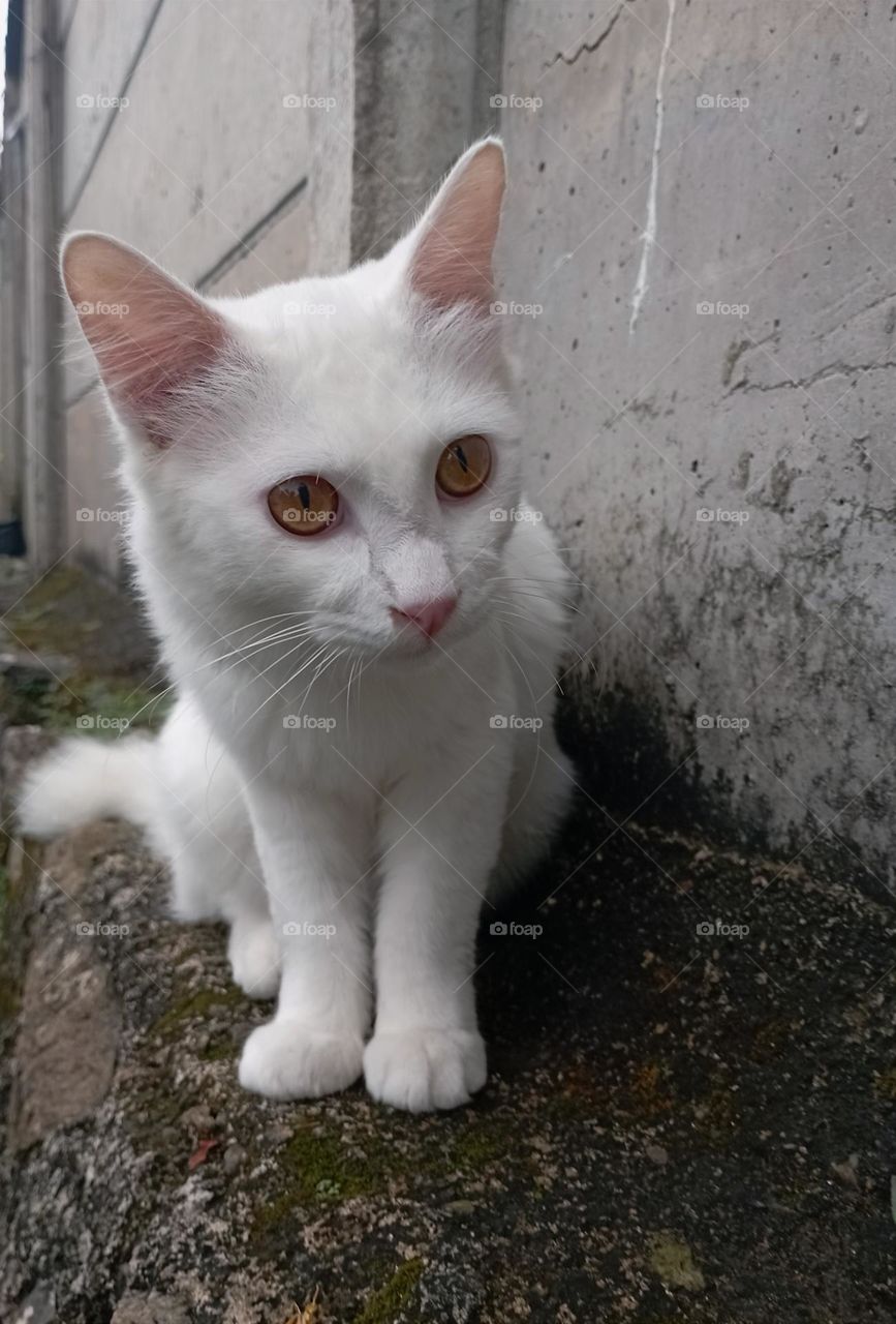 Cat on concrete fence