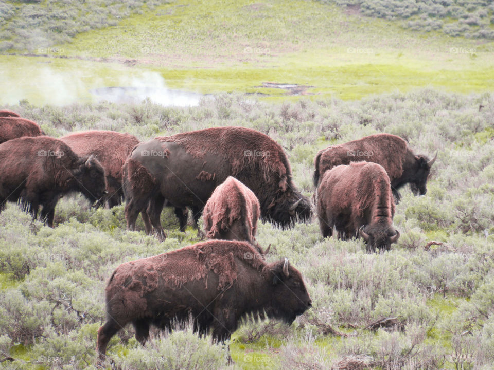 Yellowstone Buffalo Grazing